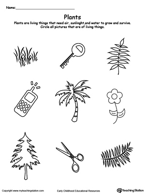 Understand Living Things: Plants